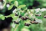 Aronia